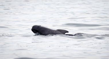 Pilot balina (Globicephala melas) yüzeyde nefes alıyor, İzlanda yakınlarında Atlantik Okyanusu