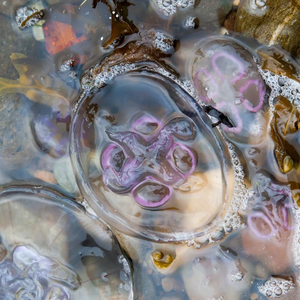 Petites méduses sur une plage — Photo