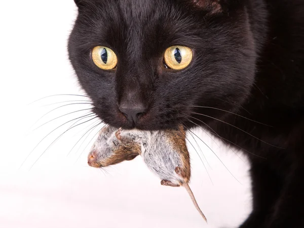 Gato negro con su presa, un ratón muerto — Foto de Stock