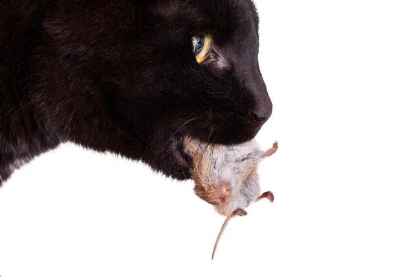 Black cat with his prey, a dead mouse — Stock Photo, Image