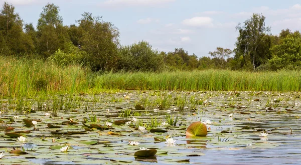 Typowy widok na bagna w Parku Narodowego weerribben — Zdjęcie stockowe