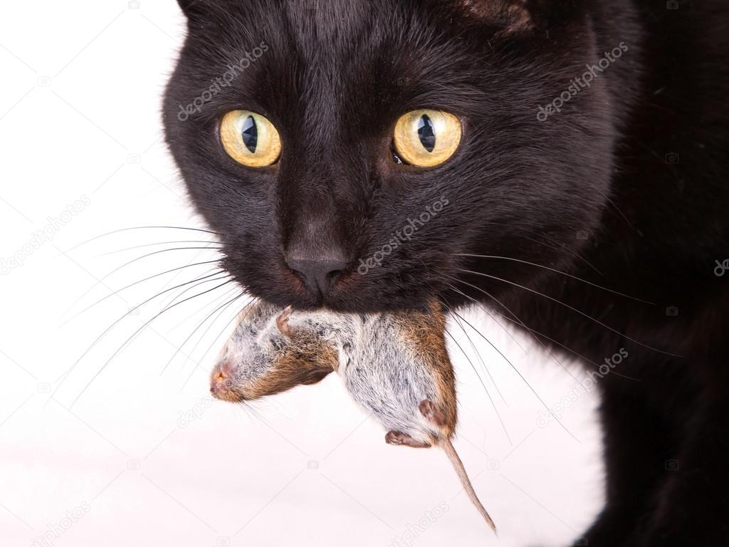 Black cat with his prey, a dead mouse