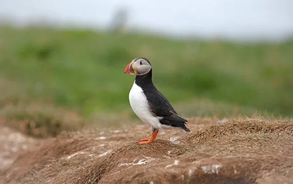 Atlantic Puffin Lives Ocean Comes Nesting Breeding Shore Seen Big — Stock Photo, Image