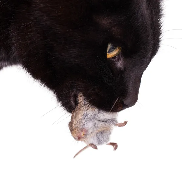 Zwarte kat met zijn prooi, een dode muis — Stockfoto