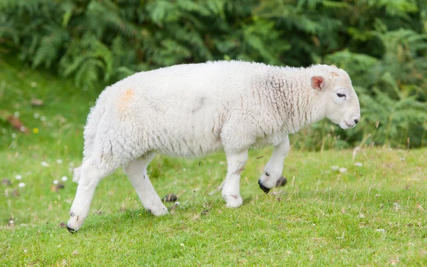 Little cute lamb walking — Stock Photo, Image