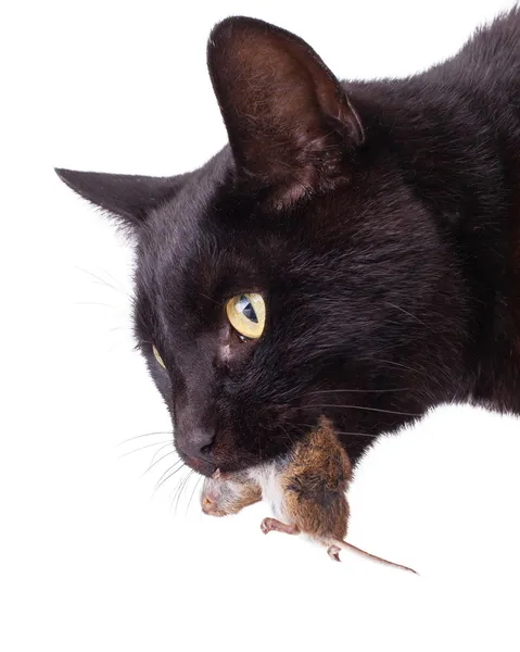 Zwarte kat met zijn prooi, een dode muis — Stockfoto