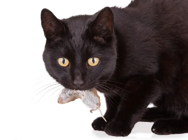 Zwarte kat met zijn prooi, een dode muis — Stockfoto