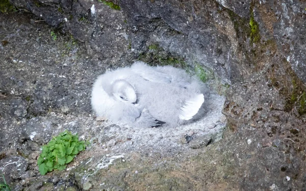 Pollo Fulmar Settentrionale Sicuro Nel Nido Islanda — Foto Stock