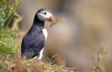 Atlantik martısı okyanusta yaşar ve kıyıya yuva yapmak ve üremek için gelir İzlanda 'da büyük sayılarda görülür martı okyanusa 50 metreye kadar dalıp 6 dakika boyunca orada kalabilir.