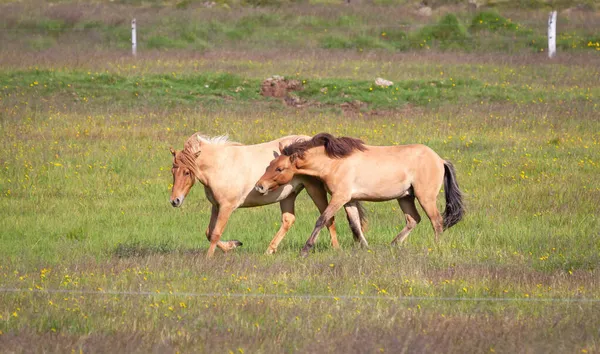 在绿地里玩耍的棕色冰岛马 — 图库照片