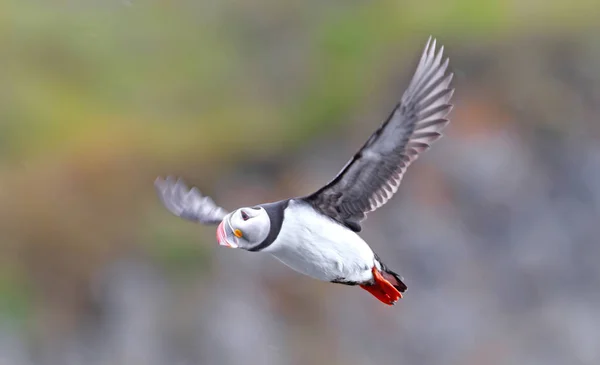 Cute Atlantic Puffin Flying Motion Blurred Iceland — Stock Photo, Image