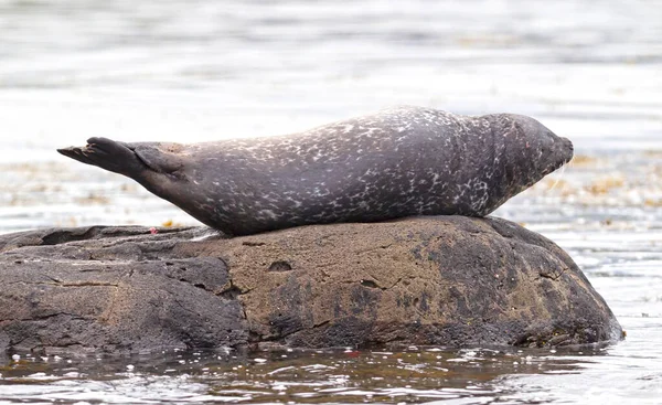 Sigillo Adulto Islanda Rilassante Una Roccia Acque Fredde Dell Oceano — Foto Stock