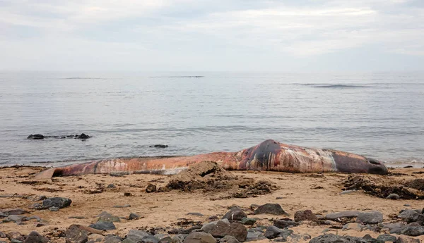 Large Dead Sperm Whale Washup Beach Iceland Snaefellsnes — Stock Photo, Image