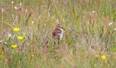 Dunlin civcivi (Calidris alpina) otların arasında saklanıyor, İzlanda