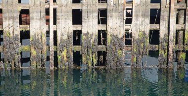 Deniz yosunlu liman duvarı alçak gelgitte, İzlanda