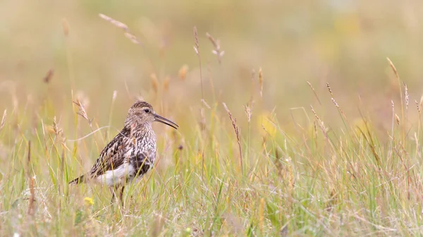 Kuiken Van Dunlin Calidris Alpina Verscholen Het Gras Ijsland — Stockfoto