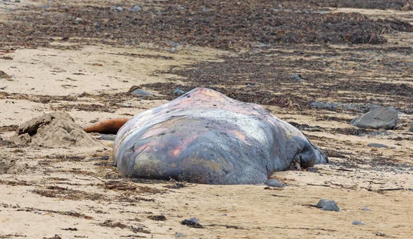 Lavagem Baleia Esperma Grande Morto Uma Praia Islândia Snaefellsnes — Fotografia de Stock