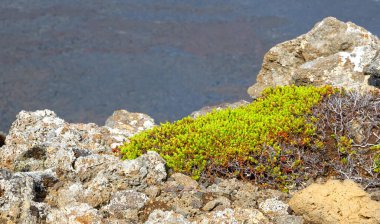 Yosun, arka planda taze bir lavafield ile kayaları kaplamıştı.