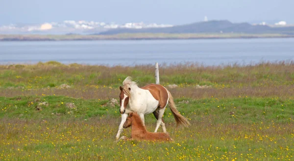 Brązowe Islandzkie Konie Grające Zielonym Polu — Zdjęcie stockowe