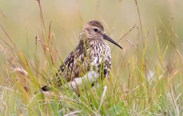 Κοτόπουλο Dunlin Calidris Alpina Που Κρύβεται Στο Γρασίδι Ισλανδία — Φωτογραφία Αρχείου