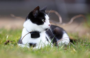 Açık havada GPS takip cihazı takan küçük bir kedi. Gözlere odaklanmış.