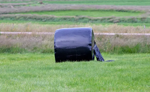 Sucha Bela Siana Czarnej Plastikowej Torbie Rolnictwo Islandii — Zdjęcie stockowe