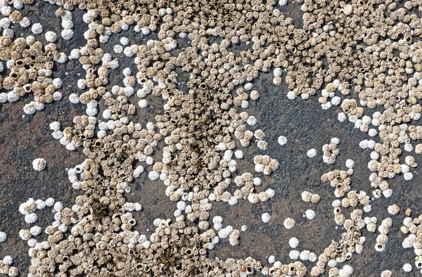 Groep Van Barnacle Schelpen Close Zicht Een Rots Ijsland — Stockfoto