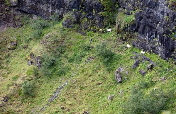 Овцы Холме Поисках Свежей Травы Исландия — стоковое фото
