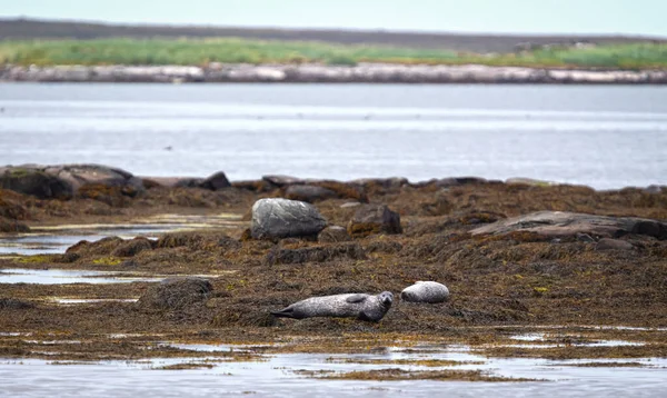 Sigillo Adulto Islanda Rilassante Una Roccia Acque Fredde Dell Oceano — Foto Stock