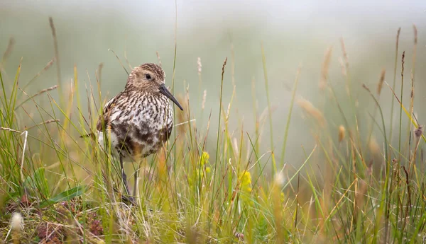 Цыпленок Данлин Calidris Felina Прячущийся Траве Исландия — стоковое фото