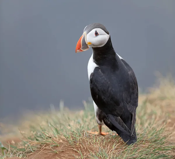 Puffin Atlântico Vive Oceano Vem Para Nidificação Reprodução Para Costa — Fotografia de Stock