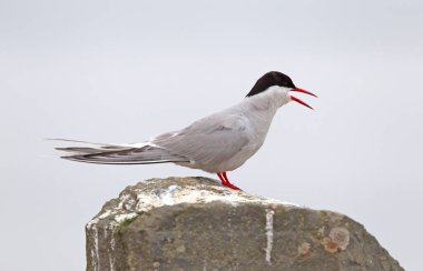 Arctic Stern (Sterna paradisaea) yerde dinleniyor, İzlanda