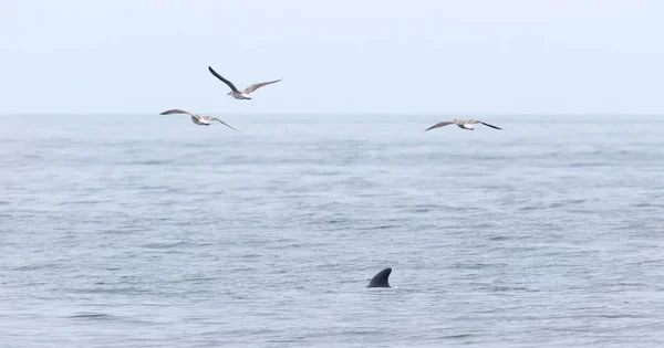 Balena Pilota Globicephala Melas Che Respira Superficie Oceano Atlantico Vicino — Foto Stock