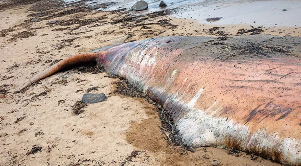 Large Dead Sperm Whale Washup Beach Iceland Snaefellsnes — Stock Photo, Image