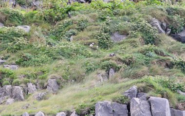 Atlantik martısı okyanusta yaşar ve kıyıya yuva yapmak ve üremek için gelir. İzlanda 'da büyük sayılarda görülürler.