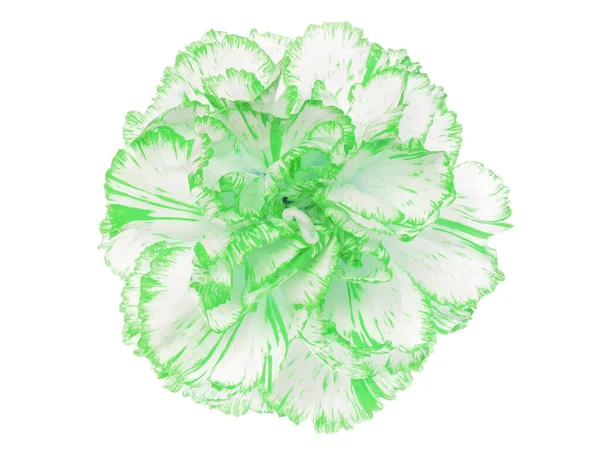 Flor Blanca Con Bordes Verdes Aislada Blanco — Foto de Stock