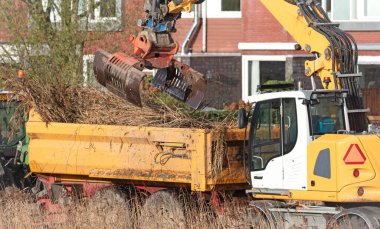 Hollanda 'da büyük bir vinç ile sazları topluyor.