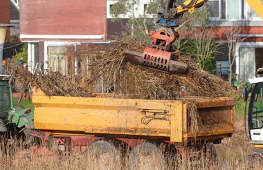 Hollanda 'da büyük bir vinç ile sazları topluyor.