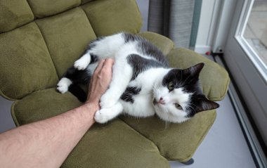 Siyah beyaz kedi sandalyede yetişkin eliyle oynuyor.