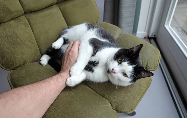 Siyah beyaz kedi sandalyede yetişkin eliyle oynuyor.