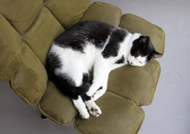 Siyah beyaz kedi bir sandalyede uyuyor.