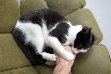 Siyah beyaz kedi sandalyede yetişkin eliyle oynuyor.