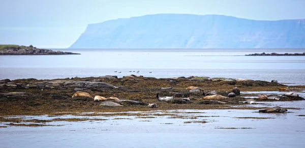 Foca Adulta Islandia Relajándose Una Roca Aguas Frías Del Océano — Foto de Stock