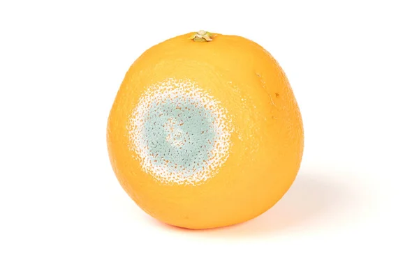 Arancione Con Muffa Isolato Sfondo Bianco — Foto Stock