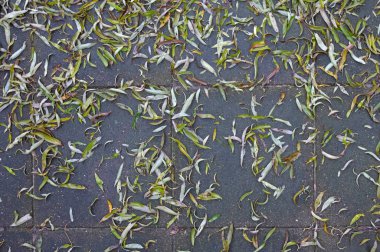 Bahçeye düşersin, bir sürü yaprak toplanmayı bekler.