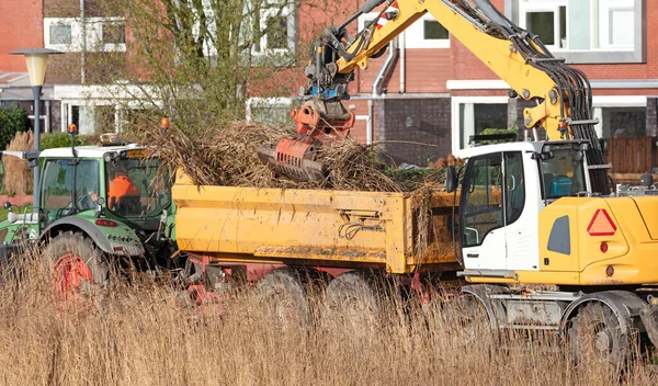 Hollanda 'da büyük bir vinç ile sazları topluyor.