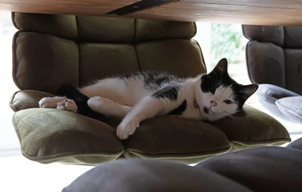 고양이와 고양이가 의자에서 — 스톡 사진