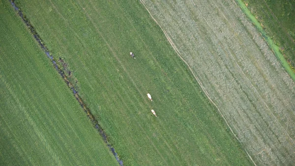 Friesland Daki Ineklerin Hava Manzarası — Stok fotoğraf