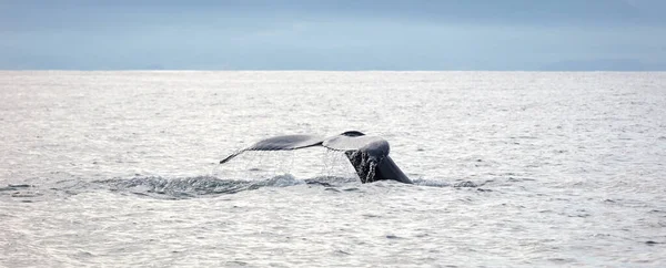 Balena Megattera Islanda Dal Viaggio Osservazione Delle Balene — Foto Stock