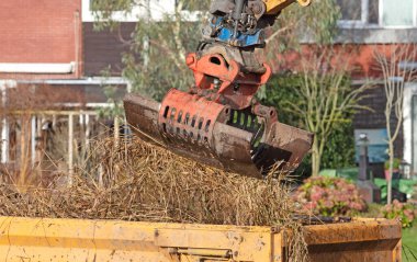 Hollanda 'da büyük bir vinç ile sazları topluyor.